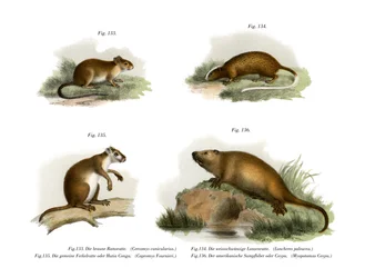 Atlantische Baumratte